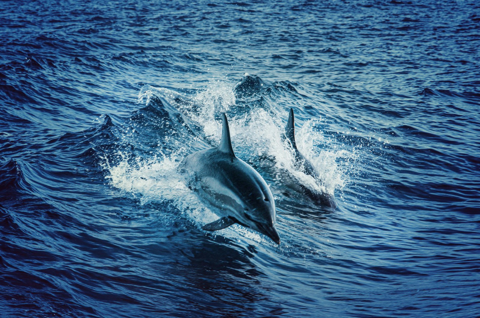 Private Dolphin House Speedboat Trip