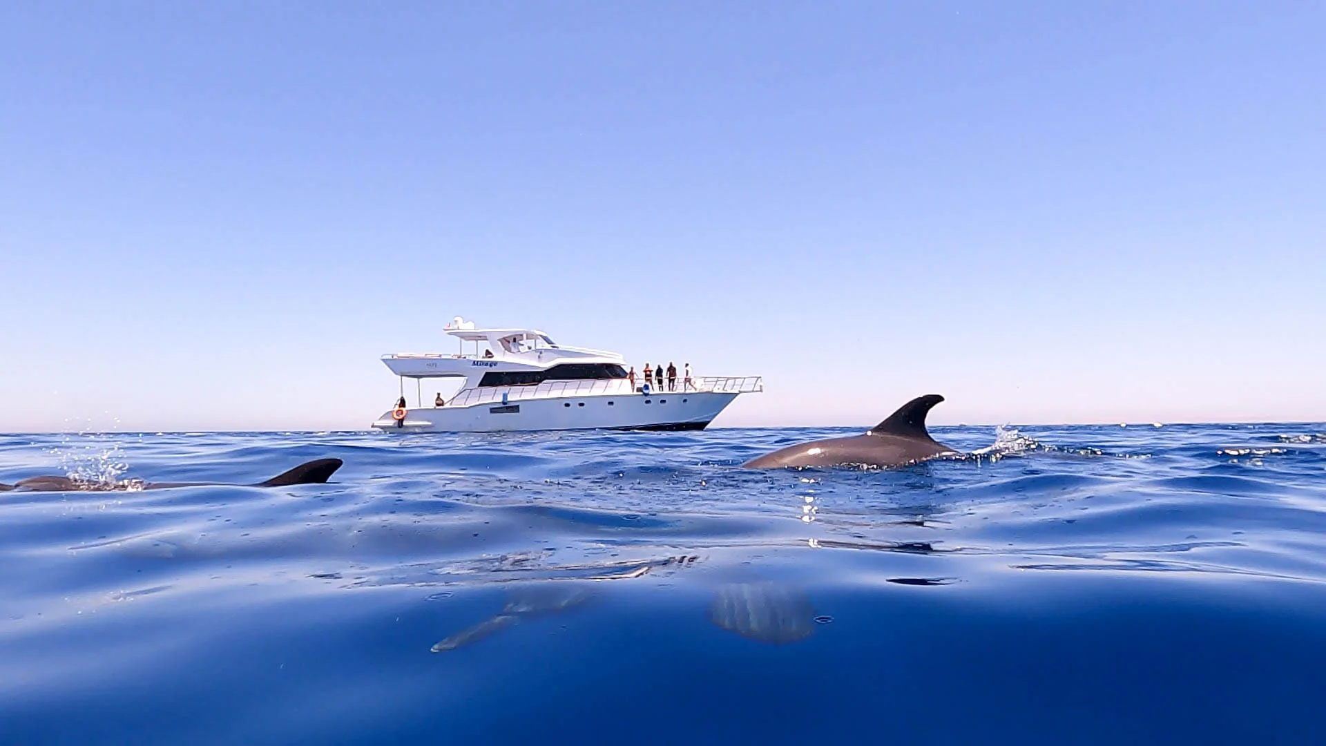 Dolphin House Snorkeling Trip – photo 2