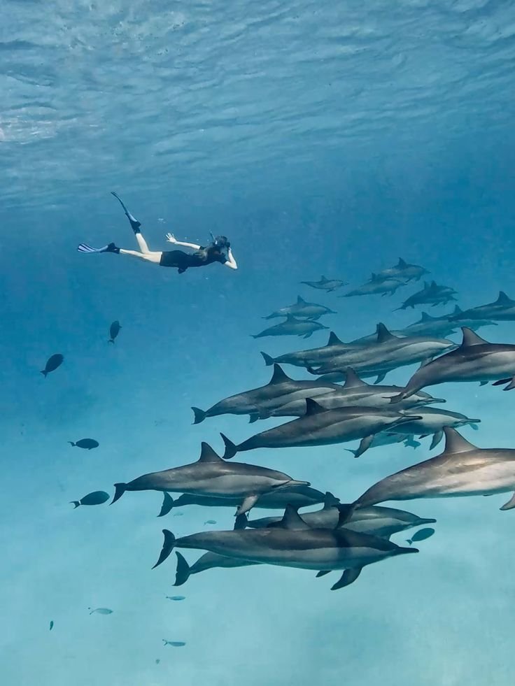 Private Dolphin House Speedboat Trip – photo 3