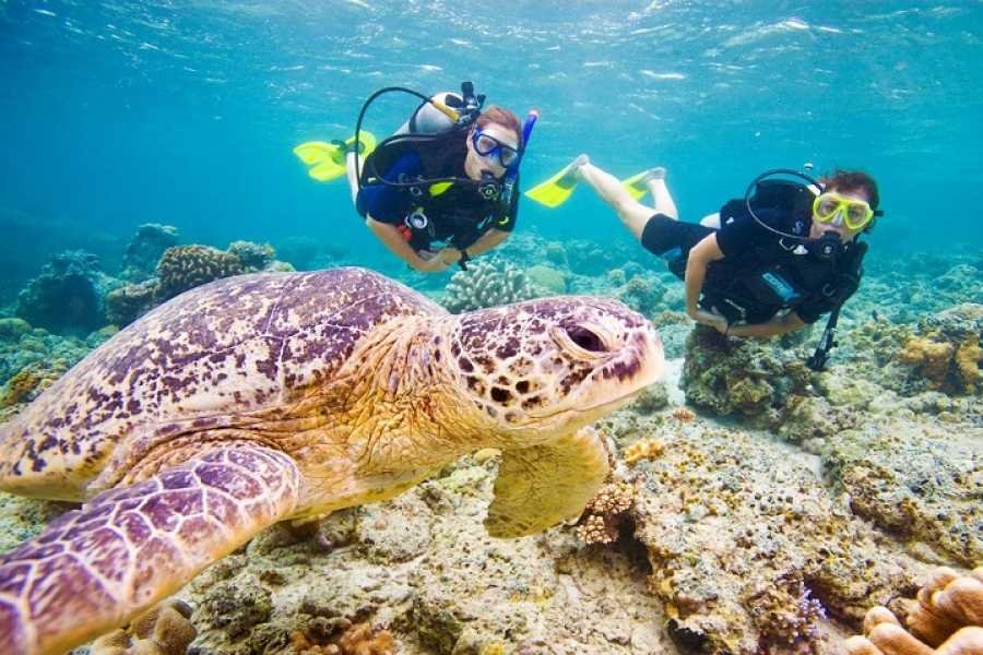 Abu Dabbab Bay – Snorkeling with Turtles & Dugong – photo 3