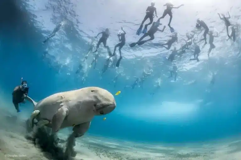 6147db4a-745b-4456-b9b9-6fa1fd255347_abu-dabbab-national-park-over-day-snorkel-with-turtles-dugong-marsa-alam-large