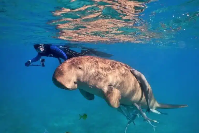 bb784e0a-8d9f-4374-a754-b1279058b9fb_abu-dabbab-national-park-over-day-snorkel-with-turtles-dugong-marsa-alam-xlarge