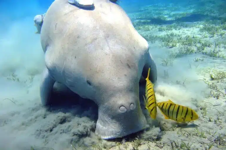 bffcd019-3adb-4524-a4f5-ab854f253ae7_abu-dabbab-national-park-over-day-snorkel-with-turtles-dugong-marsa-alam-large