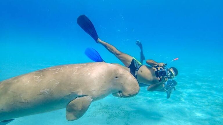 dugong
