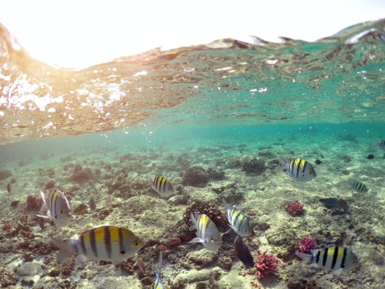 wonderful-and-beautiful-underwater-world-with-corals-and-tropical-fish-2